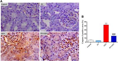 Formononetin Ameliorates Renal Dysfunction, Oxidative Stress, Inflammation, and Apoptosis and Upregulates Nrf2/HO-1 Signaling in a Rat Model of Gentamicin-Induced Nephrotoxicity